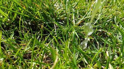 Wall Mural - summer grass water, slow-motion shooting, drops