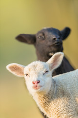 Wall Mural - Portrait of cute different black and white young lambs on pasture