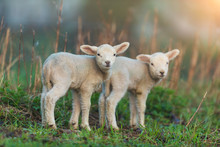 Cute Young Lambs On Pasture, Early Morning In Spring.
