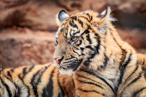 Fotografie, Obraz Sumatran Tiger (Panthera tigris sumatrae) cub