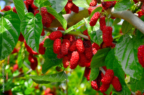 Fresh Ripe Mulberry Berries On Tree Red Unripe Fresh Ripe Mulberry Berries On Tree
