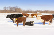 Beef cattle sunning and eating hay on a clear winter day in the snow.