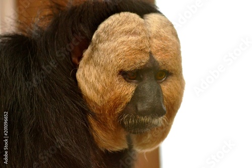 Télécharger gratuitement Images Drole De Singe Buy This Stock Photo And Explore Similar Images dernière par