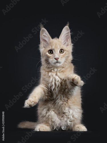 maine coon teddy bear