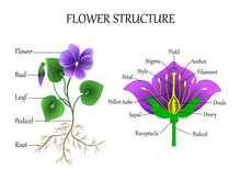 Vector Education Diagram Of Botany And Biology, The Structure Of The Flower In A Section. Training Banner Scheme For Scientific Study, Illustration. 