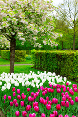 Poster - spring garden with blooming tree abd tulips