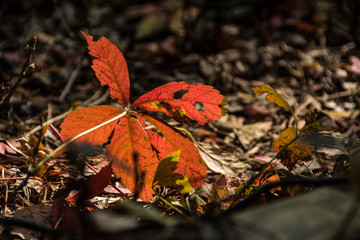 Autumn Leaf