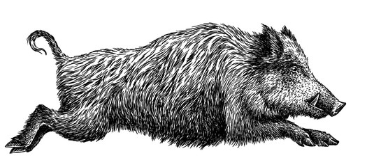 black and white engrave isolated pig illustration