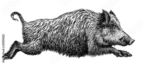 Fotomural black and white engrave isolated pig illustration