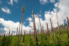 Topped Forest From A Wildfire Burn In Glacier National Park, MT