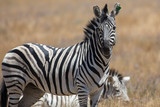 Fototapeta Konie - Zebras in the Grass
