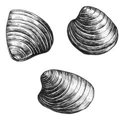 Hand drawn clam bivalve mollusc