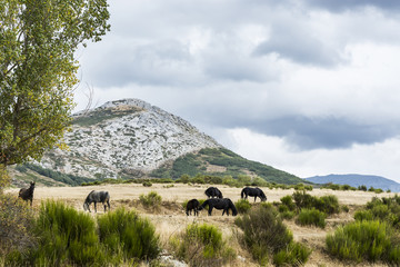 Poster - Horses Grazing on a Meadow