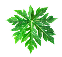 Wall Mural - Closeup fresh papaya green leaf isoleted on white background