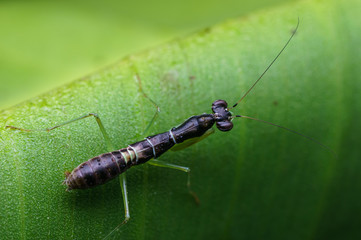 closeup shot of mantis in nature