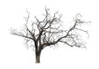 © NOOMUBON PHOTO - Dead tree isolated with white background