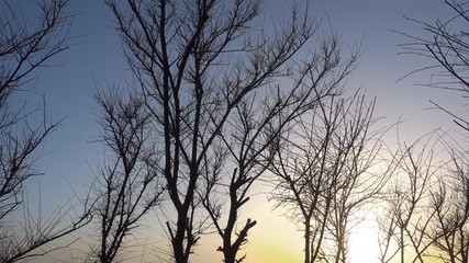 Wall Mural - beautiful sunset and winter tree without leaves on a wind.