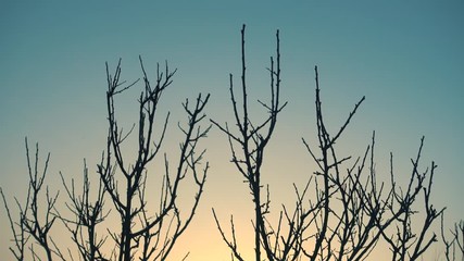 Wall Mural - winter sunrise and tree without leaves on a wind.