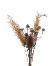 Dry Thistle, Burdock And Reeds (common Bulrush) Isolated On White Background With Clipping Path
