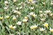 fragment ogrodu z kwitnącymi białymi tulipanami