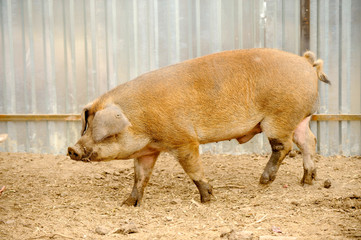 Big boar of Duroc's breed in yard. Concept of small pig farms in southern Russia