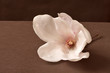  magnolie, kwiat, magnolie, charakter, jary, kwiat, kwiatowy, beuty, kwiat, bukiet, roślin, makro, jardin, barwa, flora, swieey, pachnące wiosną, piękno, styl, klasa, raz w roku kwitnący, różowy, 