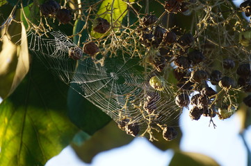 spider web spin a web on the tree for trap insect ,in the morning has dew on the cobweb too
