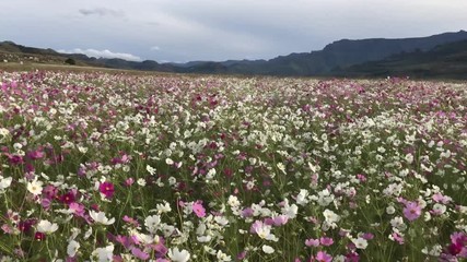 Wall Mural - Cosmos fields Drakensberg south africa