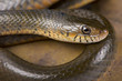 Smith's African Water Snake, Grayia smithii.
