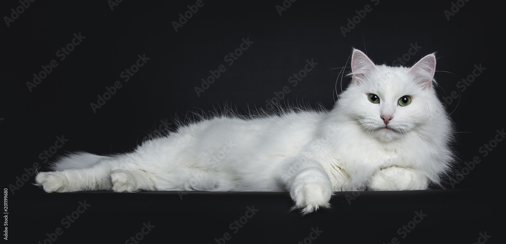 Cat Lying White Cat Lying White