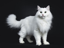 Impressive Solid White Siberian Cat Standing Side Ways Isolated On Black Background  Looking Straight In Camera