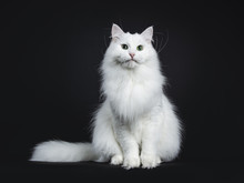 Impressive Solid White Siberian Cat Sitting Straight With Tail Beside Body Isolated On Black Background