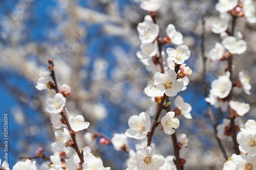spring flowers  apricot on branches of a apricot tree
