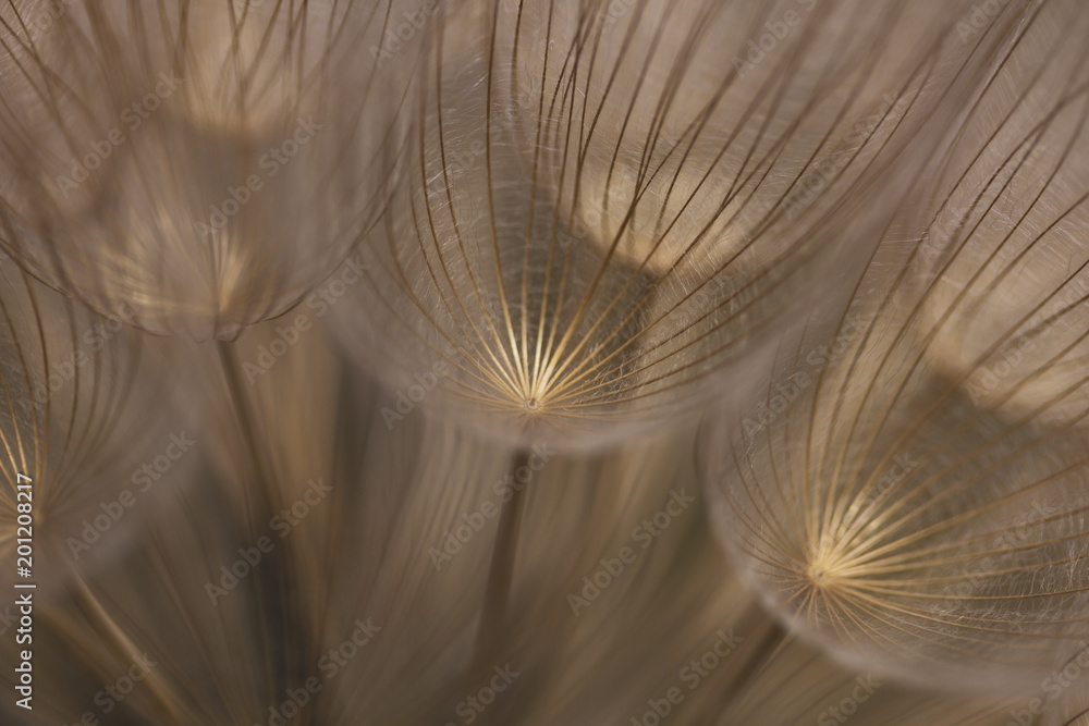 Floral, abstract side extreme closeup view of dandelion seed, golden light, details, artistic. - obrazy, fototapety, plakaty 