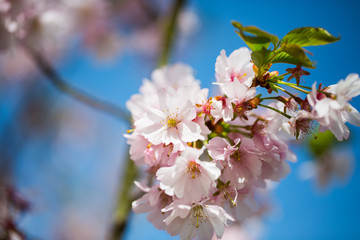 pink flowers on the tree, ornamental cherry, blue sky