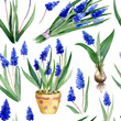 Watercolor illustration. Seamless pattern of muscari flowers and leaves on white background.