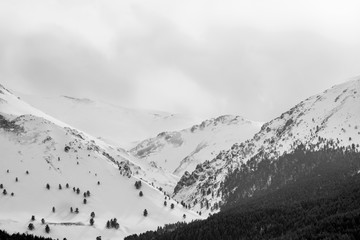 Canvas Print - Mountain slopes with rare trees covered with snow