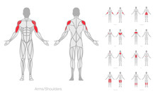 Human Muscles Anatomy Model Vector