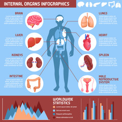 Wall Mural - Human Internal Organs Infographics