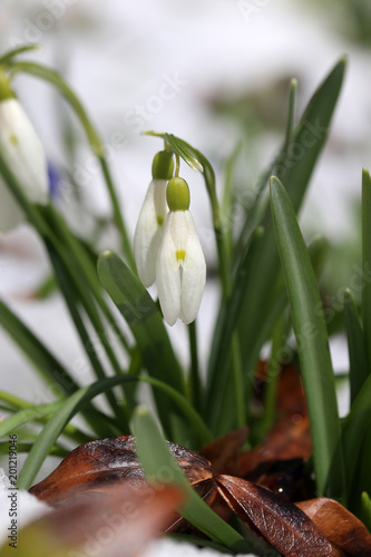 Plakat Piękny wczesny wiosny natury tło z śnieżyczkami kwitnie w śniegu. Kwitnąca pierwsza wiosna kwitnie śnieżyczki zbliżenie w śnieżnym lesie w płytkiej głębii pole.