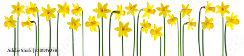 beautiful yellow daffodils isolated on white, can be used as background Poster Mural XXL