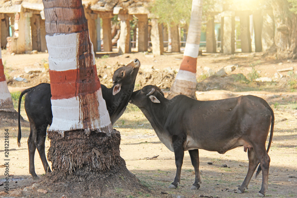 Cow Affection Tenderness of animals. A cow licks another cow, a friend. Cows in India ...