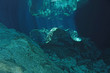 Unterwasserwelt im Cenote Tajma-Há, Yucatán