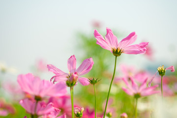 Wall Mural - Pink cosmos flowers  in garden outdoor on nature background