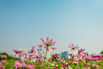 Wall Mural - Pink cosmos flowers  in garden outdoor on sky background
