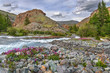 magenta flowers river stones mountains summer