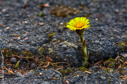 Beautiful yellow flower growing on crack in old asphalt pavement Poster