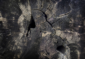 Wall Mural - old wood texture in jungle for background