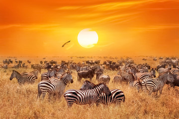 Wall Mural - groupe of wild zebras and antelopes in the african savanna against a beautiful orange sunset. wild n
