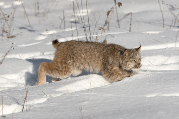 Wall Mural - Canadian Lynx (Lynx canadensis) Jumps Through Snow